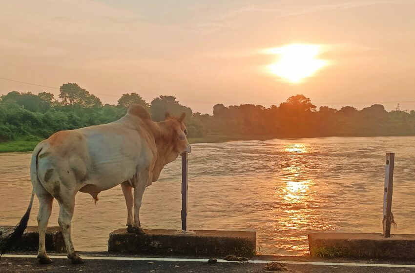  नंदी और इस नदी का क्या है रिश्ता, बहती नदी को देखने क्योँ सुबह से शाम तक पुल पर खड़ा रहता है यह नंदी