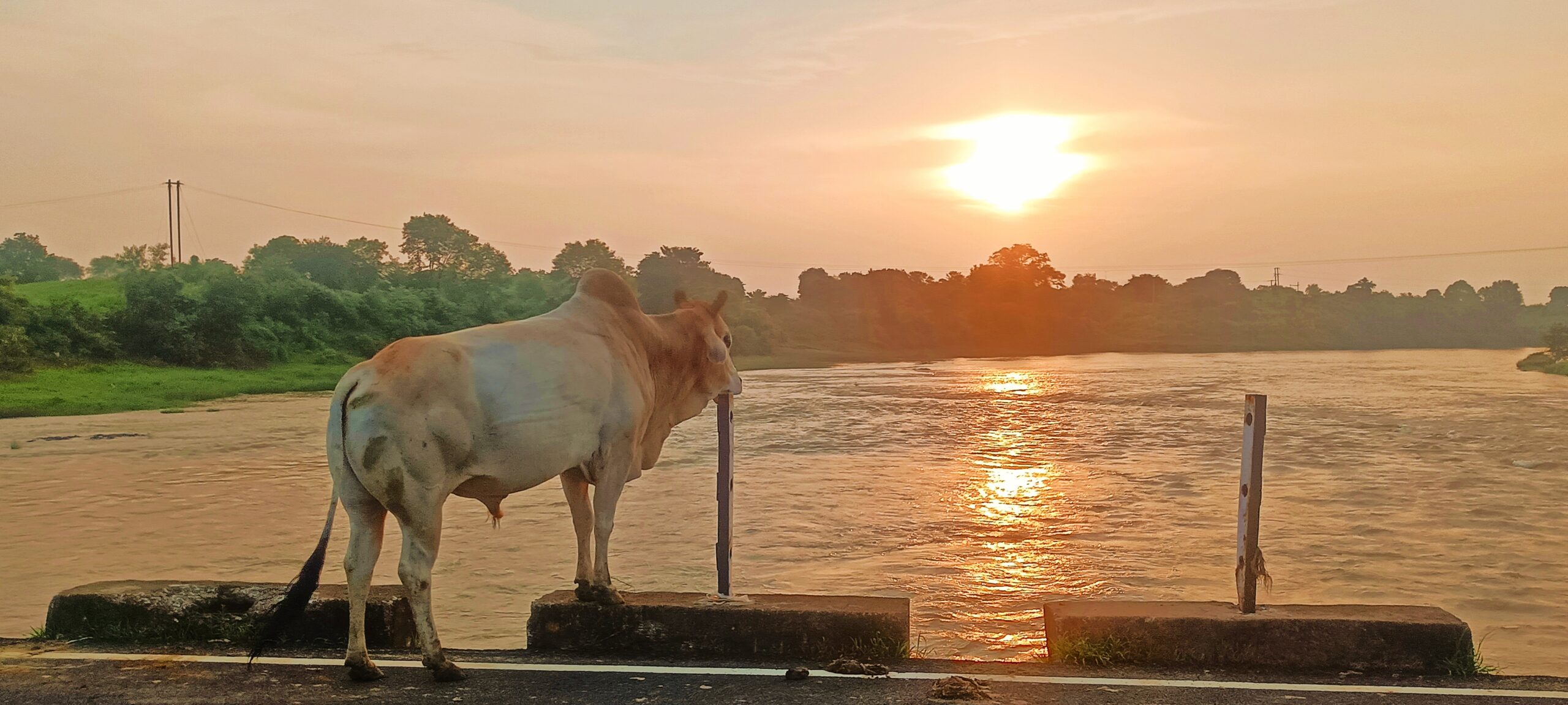 नंदी और इस नदी का क्या है रिश्ता, बहती नदी को देखने क्योँ सुबह से शाम तक पुल पर खड़ा रहता है यह नंदी